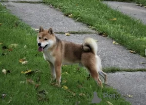 Dodatkowe zdjęcia: Shiba Inu szczenięta