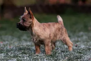 Zdjęcie №1. cairn terrier - na sprzedaż w Moskwa | Negocjowane | Zapowiedź №4424