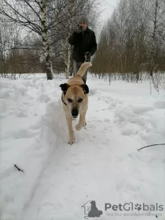 Dodatkowe zdjęcia: Nelson szuka domu!