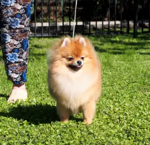 Zdjęcie №3. Boy Pomeranian Spitz na sprzedaż. Federacja Rosyjska