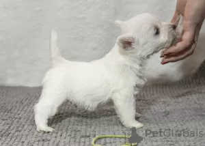 Zdjęcie №3. Hodowla oferuje szczenięta rasy west highland white terrier. Mołdawia