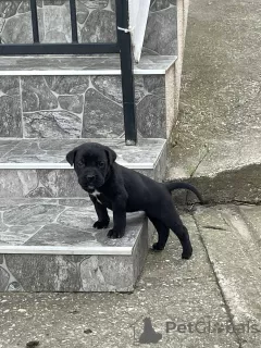 Zdjęcie №4. Sprzedam cane corso w Smederevska Palanka. prywatne ogłoszenie - cena - negocjowane