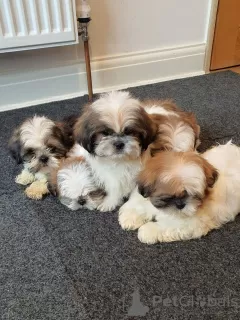 Zdjęcie №3. Urocze szczenięta płci męskiej i żeńskiej Shih Tzu. Francja