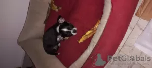 Dodatkowe zdjęcia: Mini Chihuahua