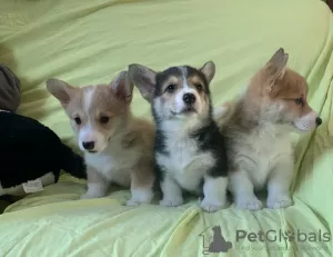 Zdjęcie №1. welsh corgi - na sprzedaż w Berlin | Bezpłatny | Zapowiedź №23730