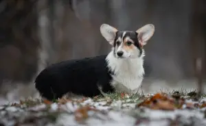 Dodatkowe zdjęcia: Dziewczyna Welsh Corgi Pembroke