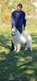 Dodatkowe zdjęcia: Sprzedam szczenięta rasy Samoyed