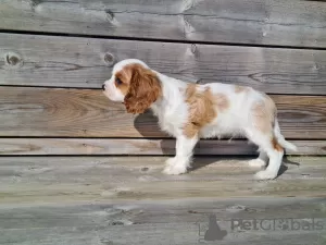 Zdjęcie №3. Chłopcy Cavalier King Charles Spaniel. Norwegia