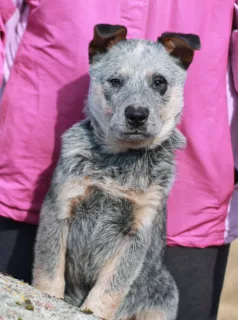 Zdjęcie №2 do zapowiedźy № 5914 na sprzedaż  australian cattle dog - wkupić się Białoruś od żłobka