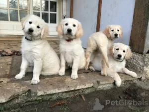 Zdjęcie №1. golden retriever - na sprzedaż w Aarhus | negocjowane | Zapowiedź №10193