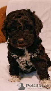 Dodatkowe zdjęcia: Szczeniaki Lagotto Romagnolo