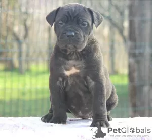 Zdjęcie №4. Sprzedam cane corso w Vršac.  - cena - Bezpłatny