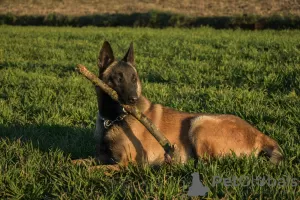 Dodatkowe zdjęcia: Szczeniaki owczarek beligijski malinois