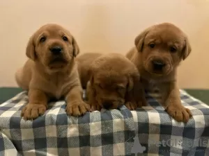 Zdjęcie №1. labradoodle, labrador retriever - na sprzedaż w Dammam | negocjowane | Zapowiedź №43279