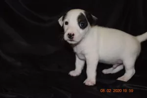 Dodatkowe zdjęcia: Szczenięta Jack Russell Terrier