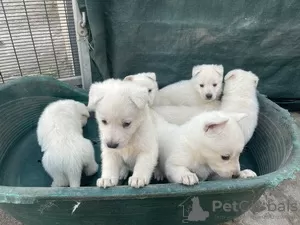 Zdjęcie №2 do zapowiedźy № 124209 na sprzedaż  szwedzki lapphund - wkupić się Belgia 