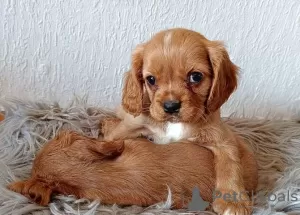 Zdjęcie №1. cavalier king charles spaniel - na sprzedaż w Jettingen | Bezpłatny | Zapowiedź №130209