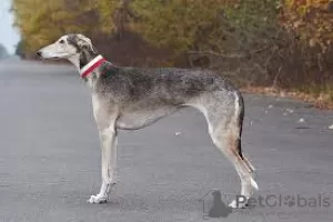 Zdjęcie №2 do zapowiedźy № 125927 na sprzedaż  greyhound - wkupić się Wielka Brytania prywatne ogłoszenie, hodowca