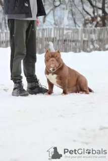 Zdjęcie №2 do zapowiedźy № 82232 na sprzedaż  american bully - wkupić się Białoruś hodowca