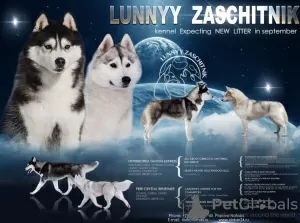 Zdjęcie №3. Wstępna rezerwacja jest otwarta dla szczeniąt GORGEOUS Husky. Federacja Rosyjska