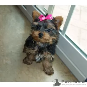 Zdjęcie №1. yorkshire terrier - na sprzedaż w Бордо | negocjowane | Zapowiedź №10208