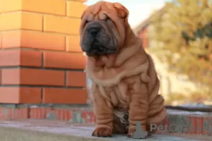 Dodatkowe zdjęcia: Szczenięta Shar Pei