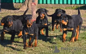 Zdjęcie №1. rottweiler - na sprzedaż w Werbass | negocjowane | Zapowiedź №83601