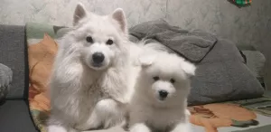 Dodatkowe zdjęcia: Samoyed Puppies Bear