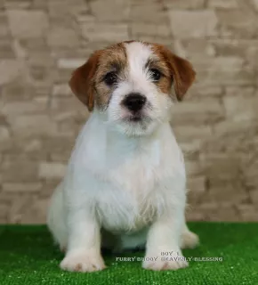 Dodatkowe zdjęcia: Luksusowe szczeniaki Jack Russell Terrier