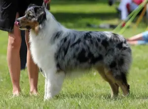 Zdjęcie №1. Usługi krycia - rasa: owczarek australijski. Cena - Bezpłatny