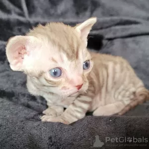 Zdjęcie №2 do zapowiedźy № 71724 na sprzedaż  devon rex - wkupić się Australia prywatne ogłoszenie, hodowca