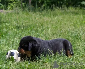 Dodatkowe zdjęcia: Szczeniak rottweilera - Viana Tanarotti