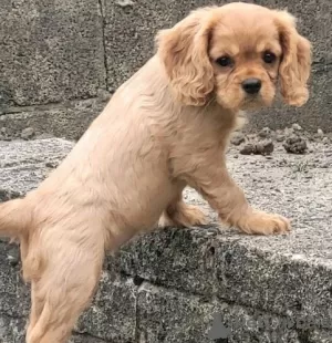 Dodatkowe zdjęcia: Szczenięta rasy Cavalier King Charles