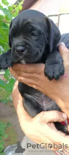 Dodatkowe zdjęcia: Rasowe szczenięta Cane Corso