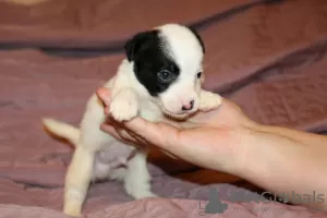 Dodatkowe zdjęcia: Szczenięta Jack Russell Terrier