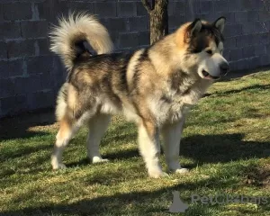 Dodatkowe zdjęcia: Szczenięta Alaskan Malamute