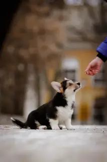 Dodatkowe zdjęcia: Welsh Corgi Pembroke Puppies