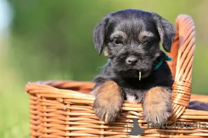 Dodatkowe zdjęcia: szczenięta border terrier