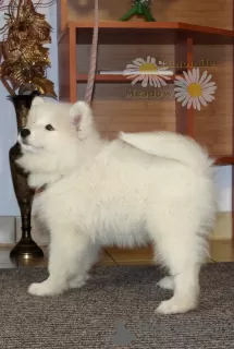 Zdjęcie №3. Samoyed Samojed, FCI- Camomile Meadow. Polska