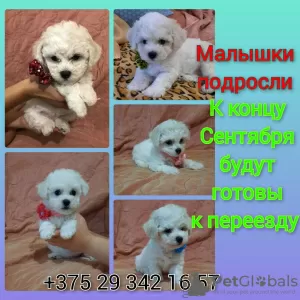 Zdjęcie №1. bichon frise - na sprzedaż w Mińsk | 1386zł | Zapowiedź №68933