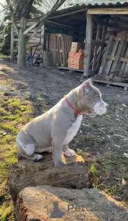 Zdjęcie №2 do zapowiedźy № 94260 na sprzedaż  american bully - wkupić się Republika Czeska od żłobka