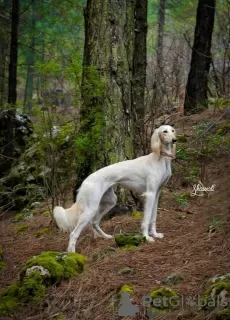 Dodatkowe zdjęcia: Szczenięta saluki, suczki i samce