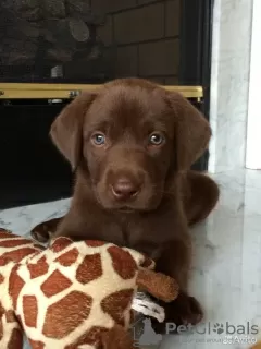 Dodatkowe zdjęcia: Sprzedam szczenięta rasy labrador retriever