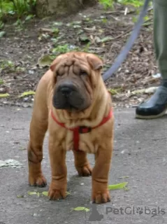 Zdjęcie №1. shar pei - na sprzedaż w Kaługa | negocjowane | Zapowiedź №52635