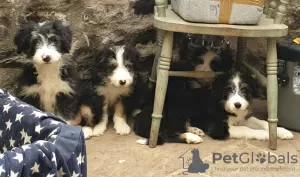 Zdjęcie №1. bearded collie - na sprzedaż w Opatija | 2259zł | Zapowiedź №18611