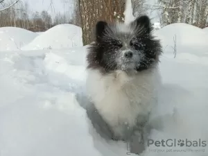 Dodatkowe zdjęcia: Szpic niemiecki, córeczka