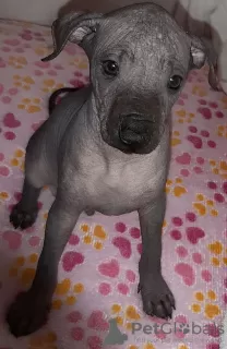 Zdjęcie №3. Xoloitzcuintle Puppy. Ukraina