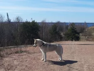 Zdjęcie №3. Husky Puppy na sprzedaż. Federacja Rosyjska