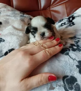 Zdjęcie №4. Sprzedam shih tzu w Wieluń. hodowca - cena - negocjowane