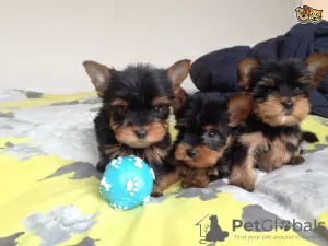 Zdjęcie №1. yorkshire terrier - na sprzedaż w Wiesbaden | Bezpłatny | Zapowiedź №101854